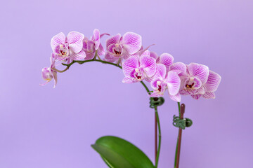 Blossoming mini phalaenopsis orchid against pastel purple colored background, indoor gardening