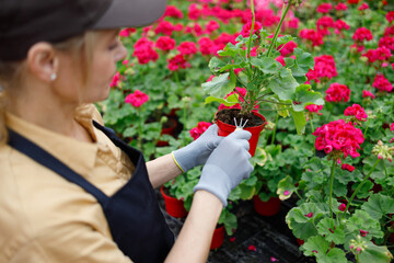 Woman in uniform works in a flower nursery