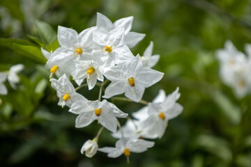 Obraz na płótnie Canvas Beautiful bouquet of white flowers. Selective focus. Natural beauty.