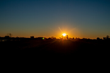 Obraz premium Sunset in the countryside on a clear day. Silhouettes of horses next to the sun.