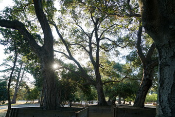 Spring in Niles Park