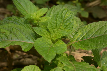 Fototapeta na wymiar The leaves of the nettle-netting tribe (genus) or Urticaceae are green. natural backgrounds. leaf background