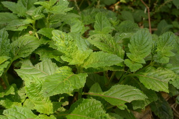 The leaves of the nettle-netting tribe (genus) or Urticaceae are green. natural backgrounds. leaf background