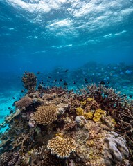 Vertical shot of a reef with fish swimming around