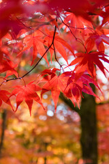 京都南禅寺から紅葉の永観堂