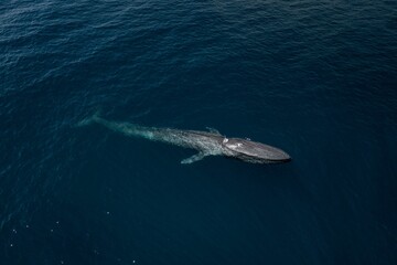 Aerial shot of a blue whale in the water © Dylan Dehaas/Wirestock Creators