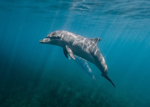 Closeup Shot Of A Dolphin Under The Sea