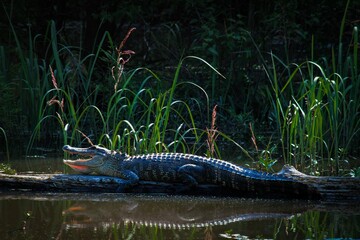 Large crocodile lounging on a piece of wood in a lake