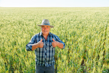 Optimistic mature male farmer looking at camera and making thumbs up gesture in agricultural...