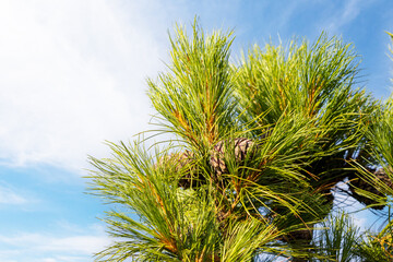 Cedar branch with cones and long needles against the blue sky