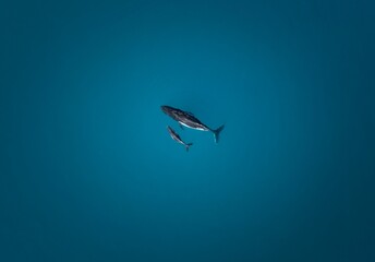 Aerial top view of a whale with its baby in deep blue seawater © Dylan Dehaas/Wirestock Creators