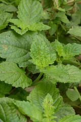 The leaves of the nettle-netting tribe (genus) or Urticaceae are green. natural backgrounds. leaf background