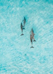 Vertical shot of dolphins in the clear blue water