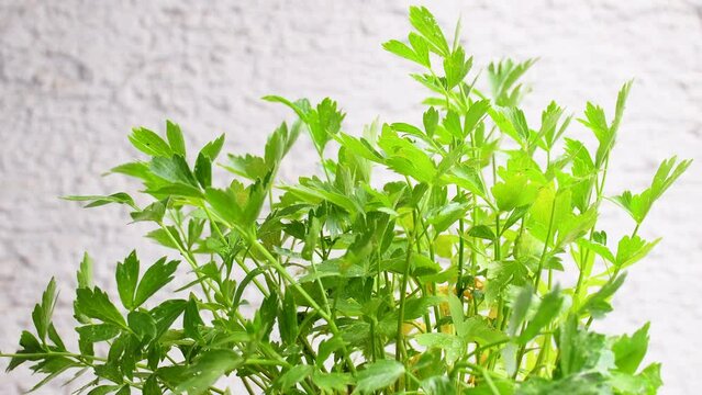 Lovage, spice and medicinal herb with green leaves
