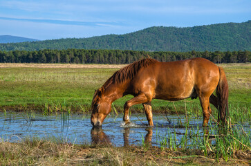A red horse eats grass in a swamp. A red horse grazes in a swamp against the backdrop of a forest.