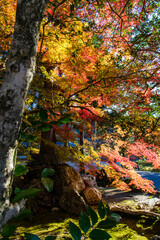 南禅寺から紅葉の永観堂
