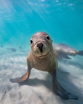 Beautiful shot of a sea lion under the water