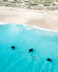 Beautiful shot of a Reef manta rays in the ocean - obrazy, fototapety, plakaty