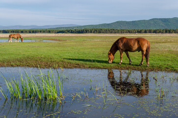 A brown horse stands on the shore of a pond and eats grass. the reflection of the horse in the water.