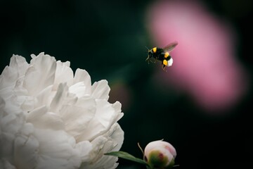 Selective focus shot of a flying bumblebee on a white peony flower on a dark background