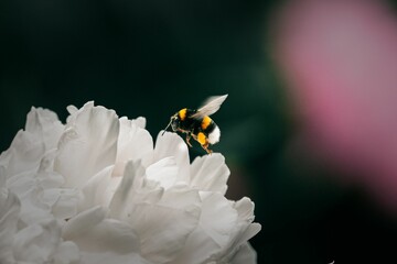 Close up of a bumblebee collecting pollen from a white peony flower on a dark background