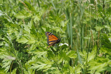 Monarch butterfly perched on a leaf in the sun. 