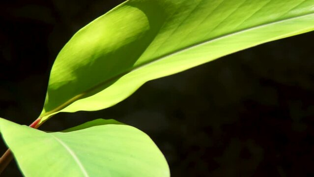Big Green Plant Leaves In Sunshine. Realtime.
