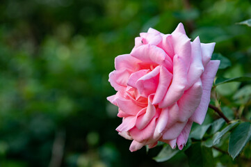 ピンクのバラ
