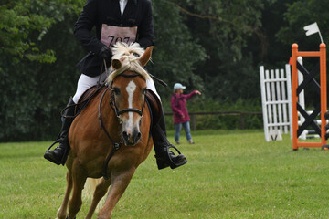 cheval et son cavalier dans un concours hippique