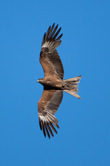 black kite