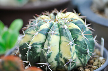 cactus, Coryphantha  or Coryphantha Elephantidens or bicolor cactus