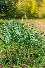 Garlic leaves are watered with water.