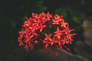 Closeup of red Jungle geranium flowers growing on a blurry green background