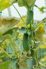 The sickly appearance of vegetables, yellow leaves and shriveled cucumbers. The last harvest of cucumbers is at the end of summer. A few cucumbers are hanging on the bed among the dry leaves.