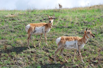 A pair of antelope with shaggy winter coats 
