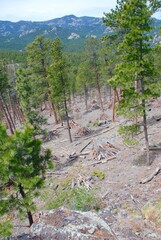 A forest in the Black Hills and debris piled up to thwart forest fires