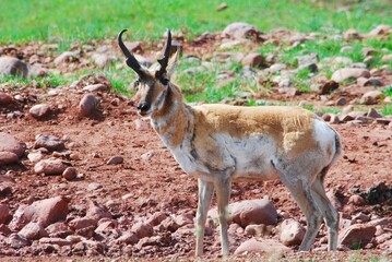 Naklejka na ściany i meble A buck antelope with a shaggy winter coat 