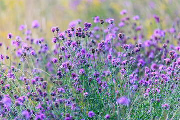 Naklejka premium A field full of blue thistles