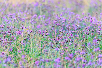 A field full of blue thistles