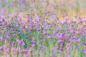 A goldfinch sits hidden in a field full of blue thistles eating their seeds