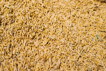 Grain close-up. Harvest in agriculture. Barley, rye or wheat. Background of cereals. Grain texture. Bright sunlight.