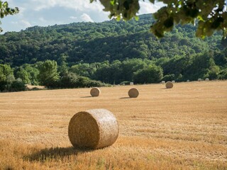 Agricultural field with large round bales of hay