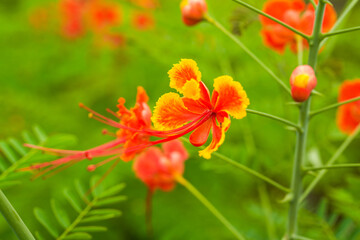 Beautiful lush phoenix flowers in the garden