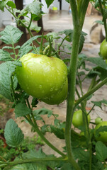 Close up on a raw green home grown tomato still hanging from it's tree