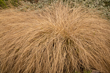 Naklejka premium Ornamental grass. Closeup view of Pennisetum villosum grass, also known as Feathertop grass, growing in the field.