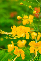 Beautiful lush phoenix flowers in the garden