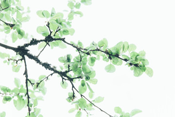 Lush green leaf, purity nature background. Green leaves on elm tree. Nature spring and summer banner. Plants against the blue sky concept. Trees branch isolated on white background.