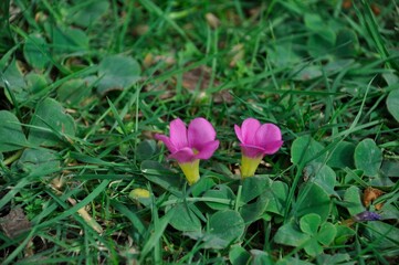 Fototapeta na wymiar Oxalis purpurea on a lawn in Porto