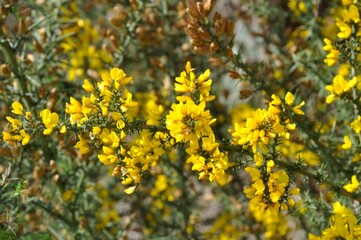 scorpion broom in spring in Portugal