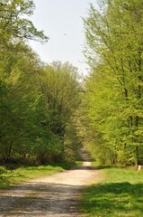 Fototapeta premium The Communal forest of Saint-Pierre-Les-Elbeuf